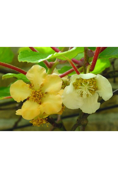 Актинидия аргута Дон Жуан мужская (опылитель) | Actinidia arguta Don Juan | Актинідія аргута Дон Жуан чоловіча (опилювач)